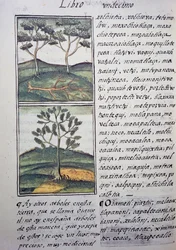 Bomen, wilde cipressen en sparren, pagina uit de Florentijnse Codex, tweetalige versie in Spaans en Nahuatl, Algemene Geschiedenis van de Dingen van Nieuw-Spanje