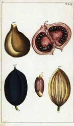 Tropische vruchten en noten