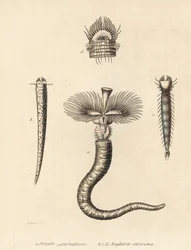 Buisworm, Serpula vermicularis (Serpula contortuplicata), en waaierworm, Amphictene auricoma (Amphitrite auricoma). Handgekleurde lithografie door Gebhart naar een illustratie van Zehner uit Georg Friedrich Treitschke