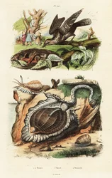 Tun schelpen en Euraziatische draaihals