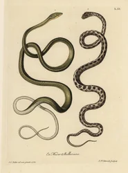 Twee Surinaamse slangen: Groene slang (Maleise groene zweepslang, Ahaetulla mycterizans?) en geblokte kousenbandslang, Thamnophis marcianus. De groene slang van Suriname, Coluber mycterizans, een witte slang elegant bevlekt met zwart in een blokpatroon. Ha