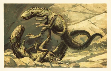 Twee vechtende Dryptosaurus aquilunguis. 1908 (lithografie)