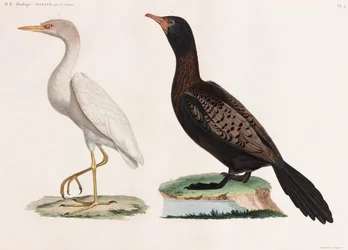 Twee kleurenillustraties van vogels