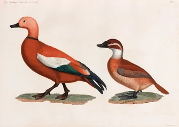 Twee kleurenillustraties van eenden