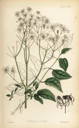 Rechte bosrank, Clematis recta (Clematis erecta). Handgekleurde lithografie door Henry Sowerby uit Edward Hamilton