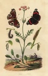 Valeriaan, Valeriana officinalis 1, dagpauwoog, Aglais io 2, en atalanta, Vanessa atalanta 3