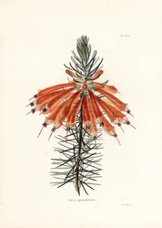 Variete de bruyere - Lithografie door George Cooke, voor het Britse tijdschrift Conrad Loddiges Botanical Cabinet (1738-1826)