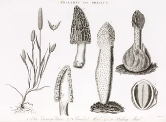 Variëteit van gras phalaris aquatica en morieljes