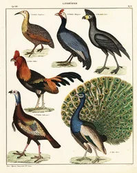 Variëteiten van vogels