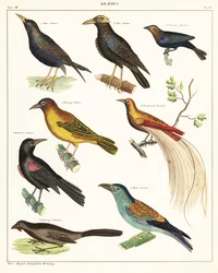 Variëteiten van exotische vogels