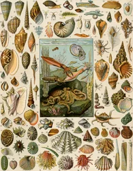 Variëteiten van weekdieren, met sint-jakobsschelpen, mosselen, slakken en inktvissen. 19e-eeuwse lithografie.