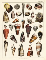 Variëteiten van schelpen, weekdieren