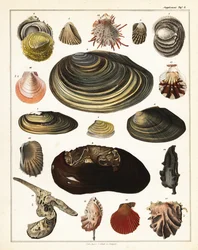Variëteiten van schelpen, weekdieren