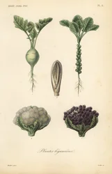 Groenten