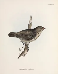 Vegetarische vink, Galapagos-eilanden, ca. 1832-1836