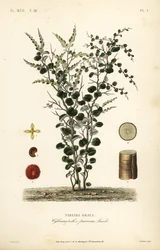 Fluweelblad of abuta, Cissampelos pareira