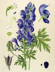 Giftige en geneeskrachtige plant: blauwe monnikskap (Aconitum napellus)