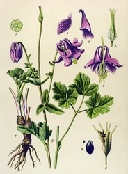 Giftige plant: Gewone ancolia (Aquilegia vulgaris)