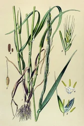 Giftige plant: dronken dolik (Lolium temulentum)