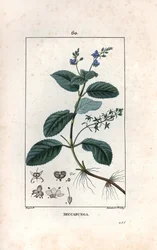 Veronique des ruisseaux ou cress de cheval of salade de chouette - Gravure door Lambert fils, naar een tekening van Pierre Jean Francois Turpin, uit La flore medicale, de Chaumeton, Poiret et Chamberet, Parijs 1830 - Beekpunge of Europese speenkruid