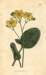 Villardie - Villarsia ovata (Ovaalbladige kaapse waterdrieblad, Menyanthes ovata)