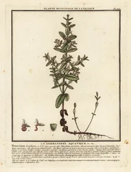 Watergamander, Teucrium scordium