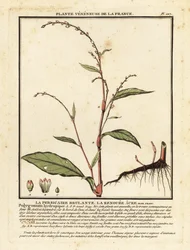 Waterpeper, Persicaria hydropiper