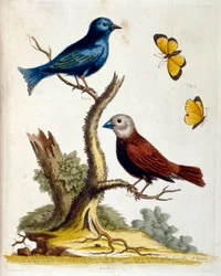 Aquarelillustratie uit een boek van zeldzame vogels door G Edwards 1750. George Edwards (1694-1773) was een Britse natuuronderzoeker en ornitholoog. Hij reisde veel door Europa, bestudeerde vooral de natuurgeschiedenis en vogels. Hij kreeg enige erkenning