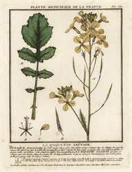 Waterkersbladige raket, Erucastrum nasturtiifolium