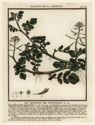 Waterkers, Nasturtium officinale