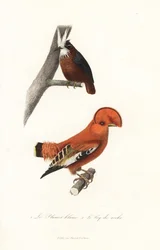 Witpluimmiervogel en rotshaan van Guyana.