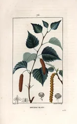 Witte berk of wrattenberk - Gravure door Lambert fils, naar een tekening van Pierre Jean Francois Turpin, uit La flore medicale, de Chaumeton, Poiret et Chamberet, Parijs 1830 - Zilveren berk, Betula pendula, met blad, katje en zaad