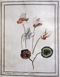 Witte cyclamen