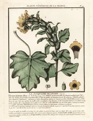 Witte bilzekruid, Hyoscyamus albus