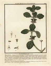 Witte malrove, Marrubium vulgare