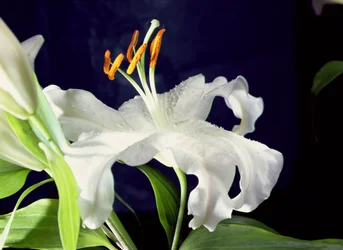 Witte lelie