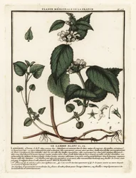 Witte dovenetel, Lamium album