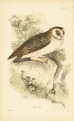 Witte uil of kerkuil, Tyto alba, zittend op een rots