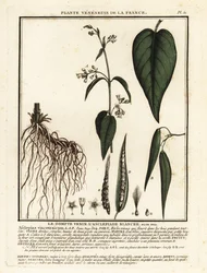 Witte zijdeplant, Vincetoxicum hirundinaria