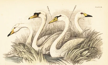 Wilde zwaan, knobbelzwaan, Bewick