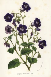 Wilde Canterbury-klokken, Phacelia minor (Whitlavia grandiflora). Handgekleurde lithografie uit Louis van Houtte en Charles Lemaire