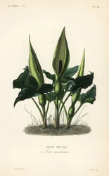 Gevlekte aronskelk, Arum maculatum