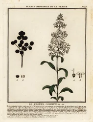 Wilde liguster, Ligustrum vulgare