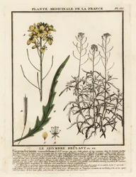Wilde Rucola, Diplotaxis tenuifolia