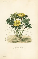 Winterakoniet, Eranthis hyemalis, Eranthis d