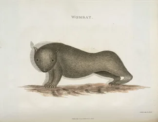 Wombat, Australië, ca. 1798