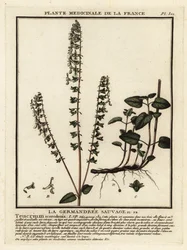 Bosgamander, Teucrium scorodonia