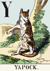 Y: Yapock - Het Jacht Alfabet, c.1890