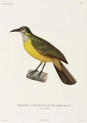 Geelwang Philedon, Nieuw-Guinea