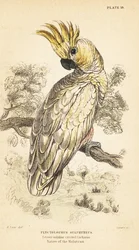 Geelkuifkaketoe, Cacatua sulphurea. Ernstig bedreigd. 1889